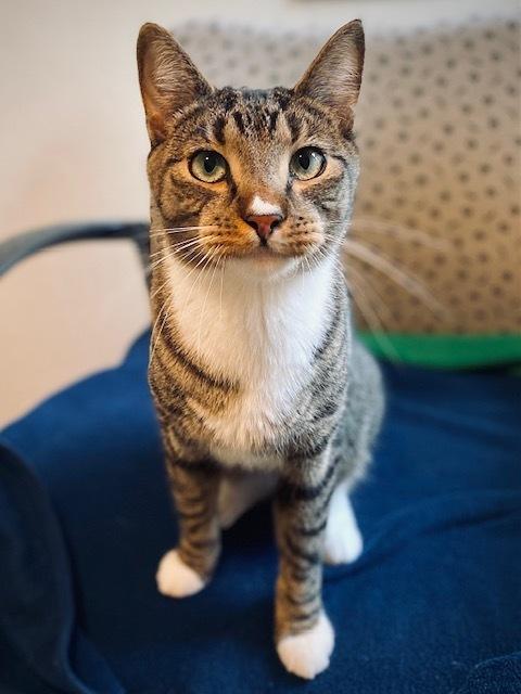 Enlarge Rookie, a Adoptable mixed breed in Duxbury, MA image 2/4