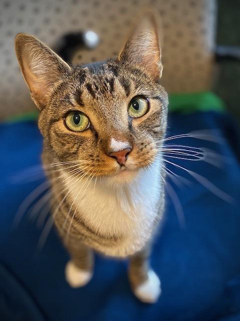 Enlarge Rookie, a Adoptable mixed breed in Duxbury, MA image 4/4