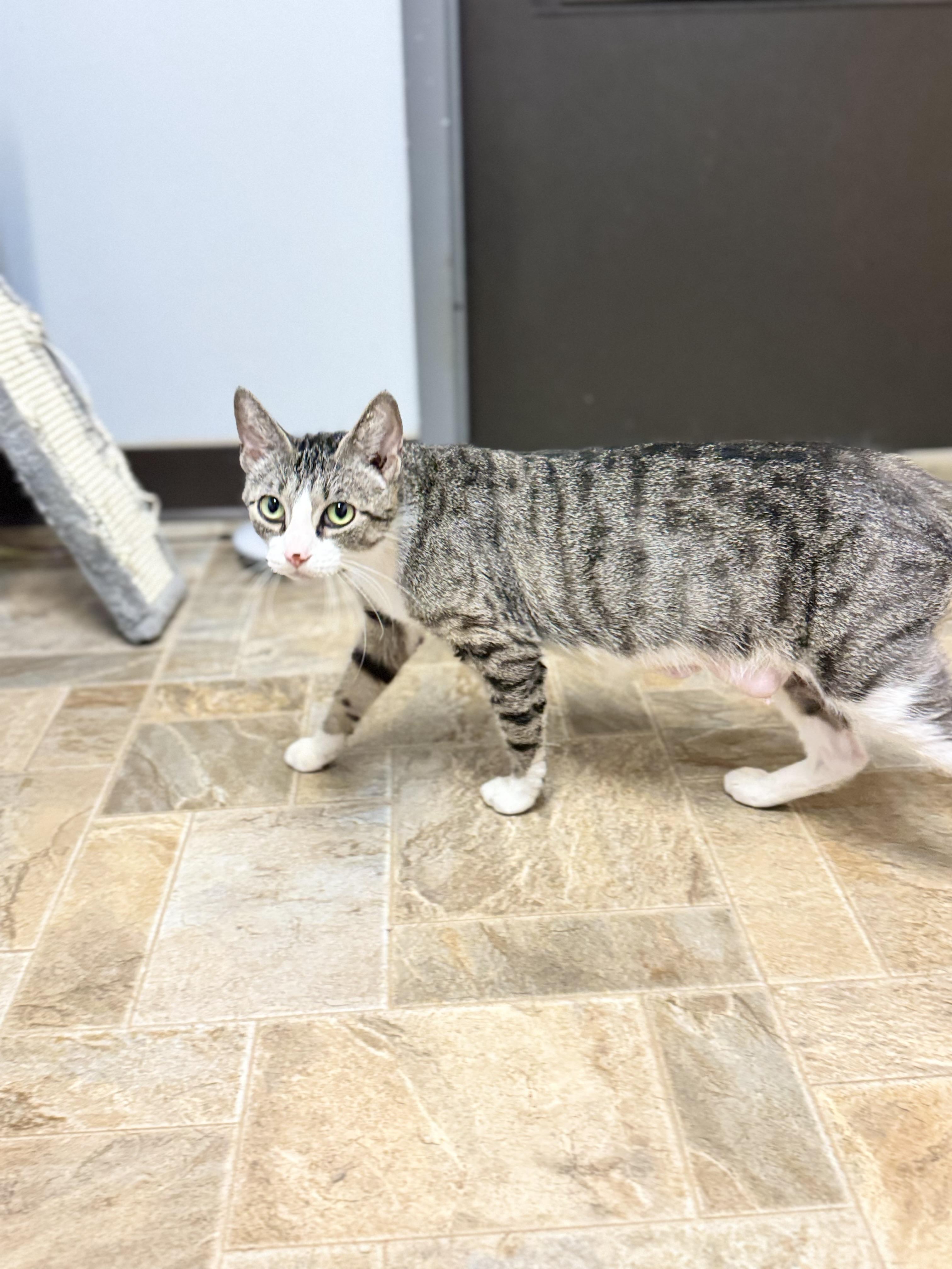 Bell, a ADOPTABLE Domestic Short Hair in Dodgeville, WI image 1/3