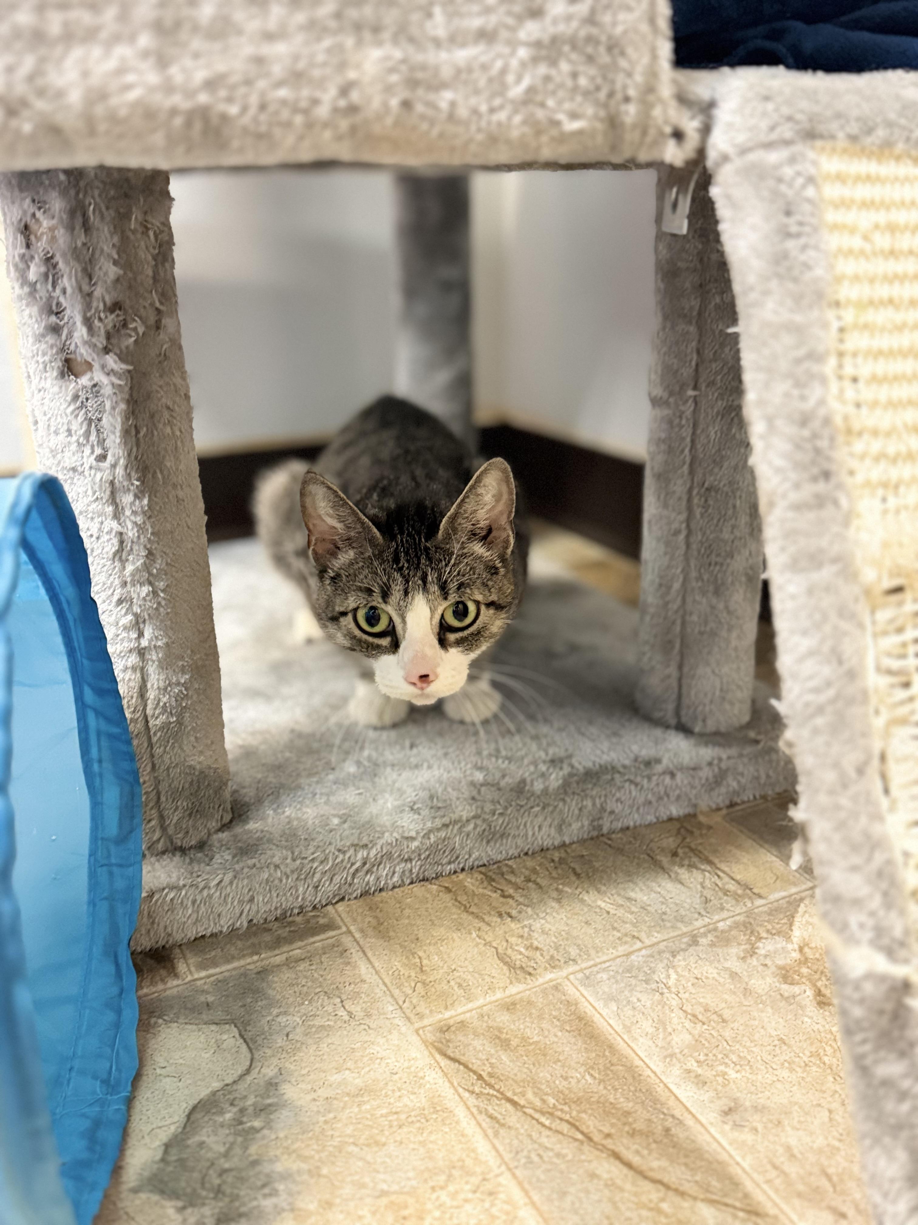 Bell, a ADOPTABLE Domestic Short Hair in Dodgeville, WI image 2/3