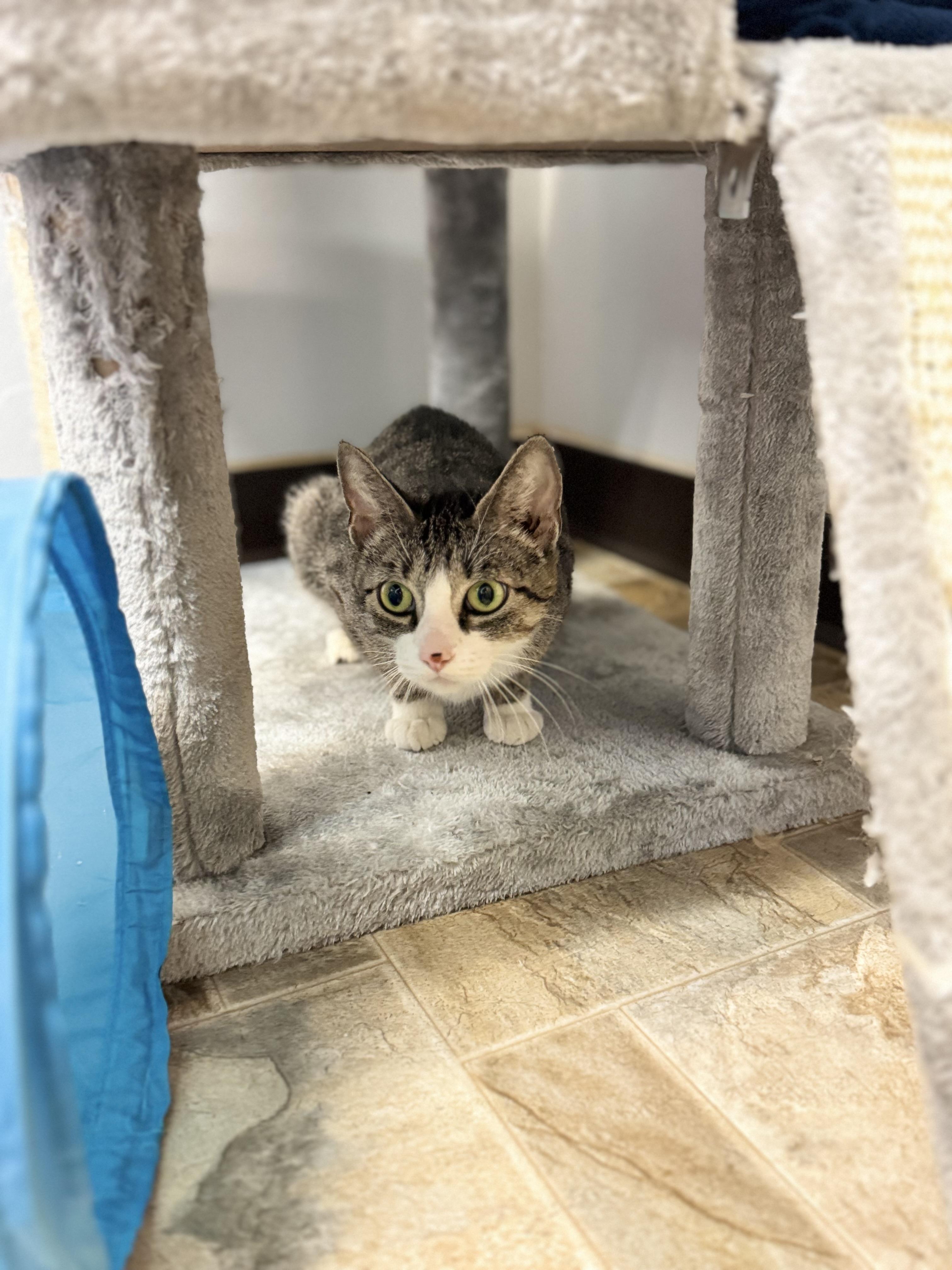 Bell, a ADOPTABLE Domestic Short Hair in Dodgeville, WI image 3/3
