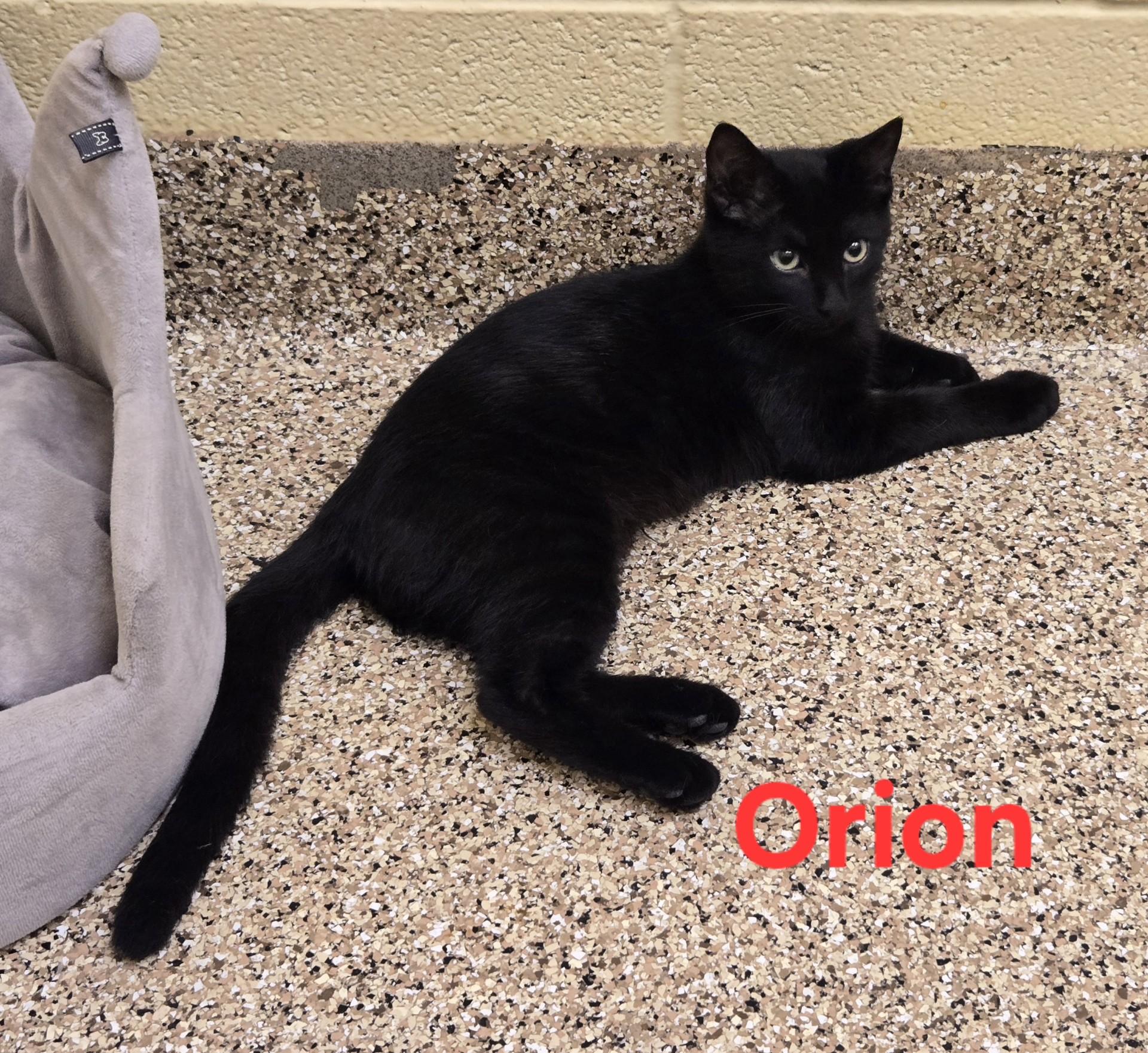 Orion