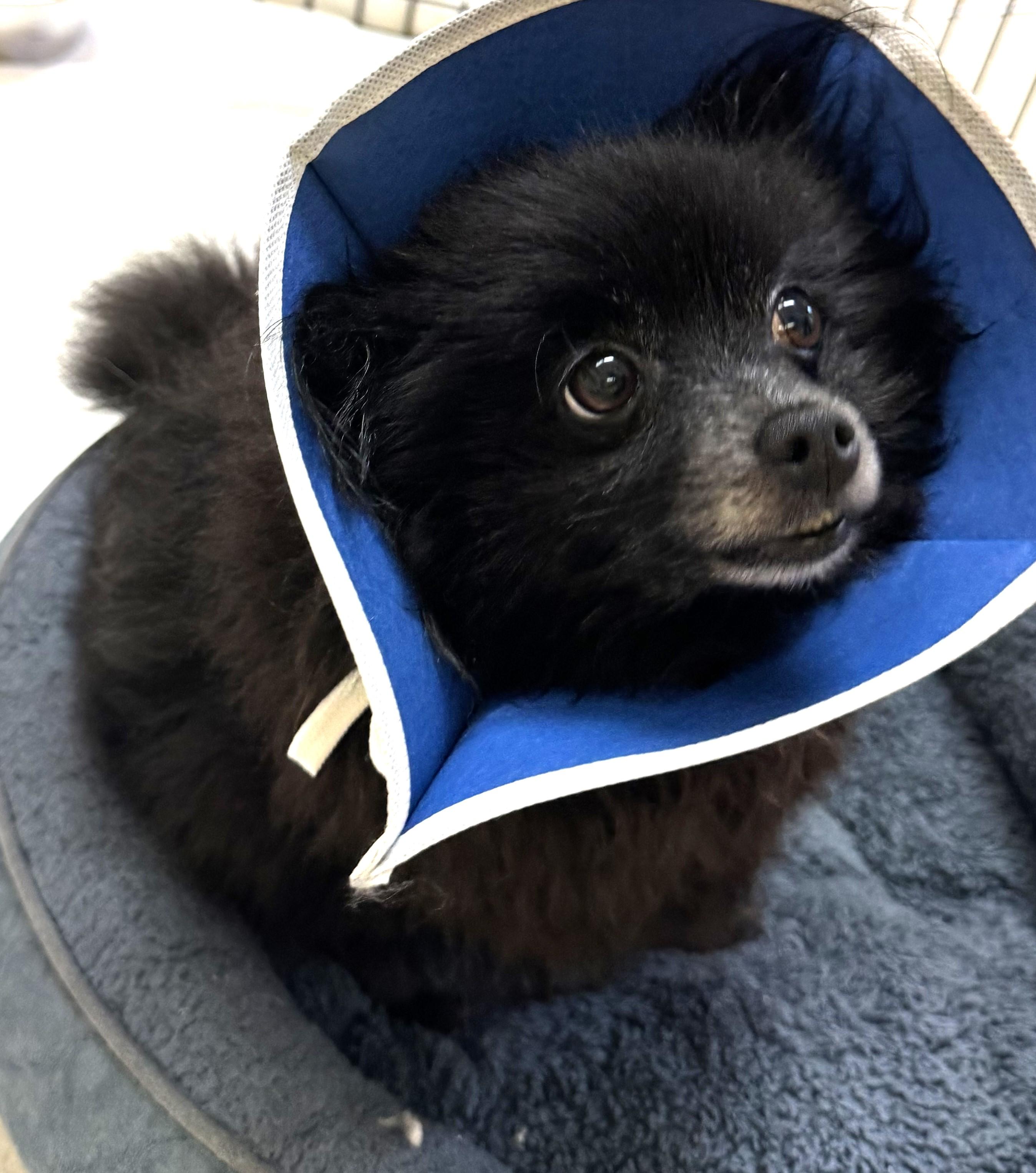 Minnie 5959, adopted, Senior Female Pomeranian.