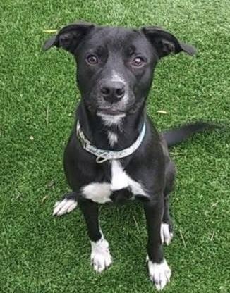 Enlarge Marcy, a Adoptable mixed breed in Oklahoma City, OK image 1/3