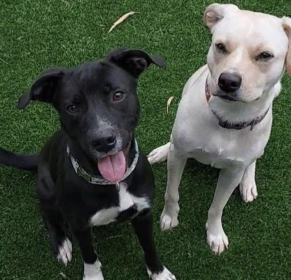 Enlarge Marcy, a Adoptable mixed breed in Oklahoma City, OK image 2/3