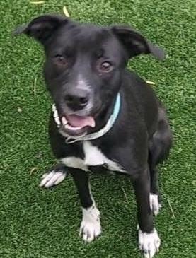 Enlarge Marcy, a Adoptable mixed breed in Oklahoma City, OK image 3/3