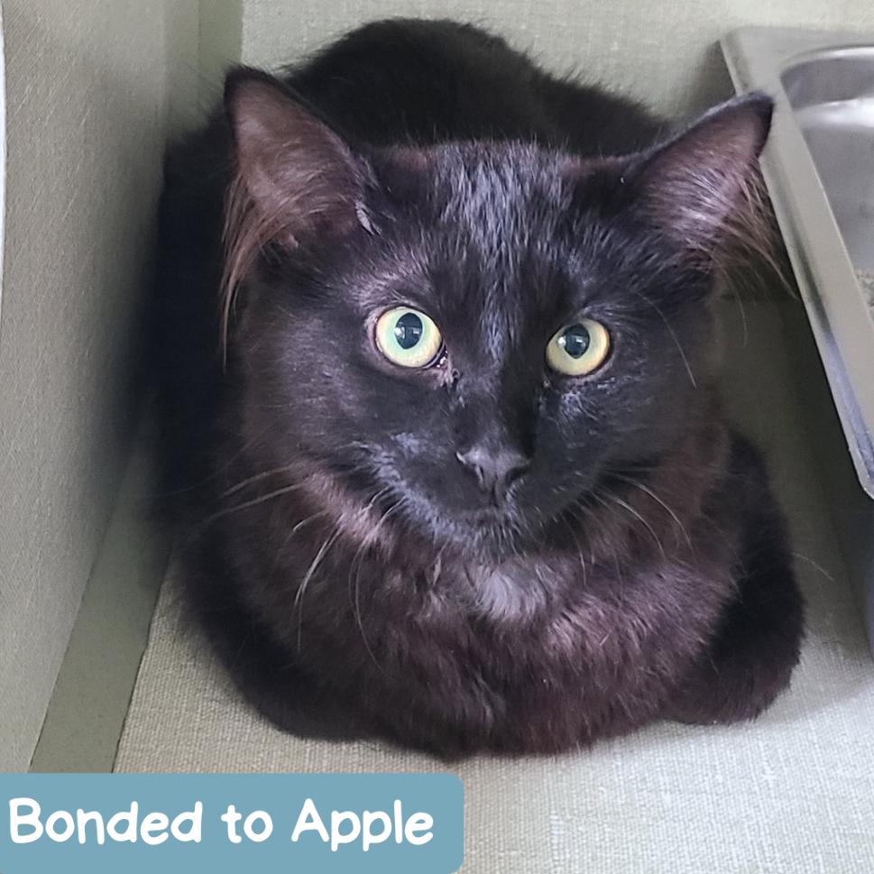 Fizzgig, a Adoptable Domestic Medium Hair in Denver, CO image 1/3