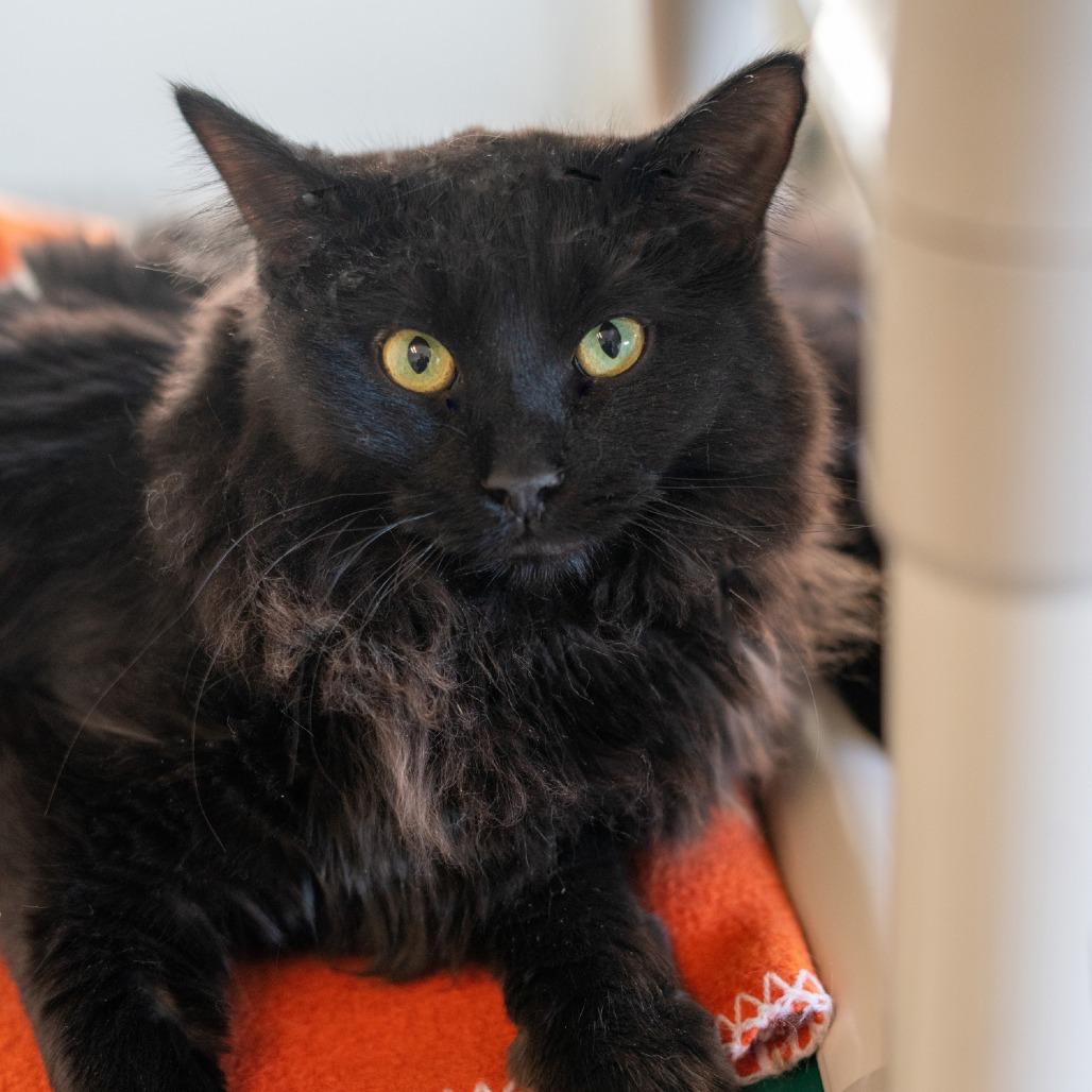 Fizzgig, Adoptable, Young Female Domestic Medium Hair.