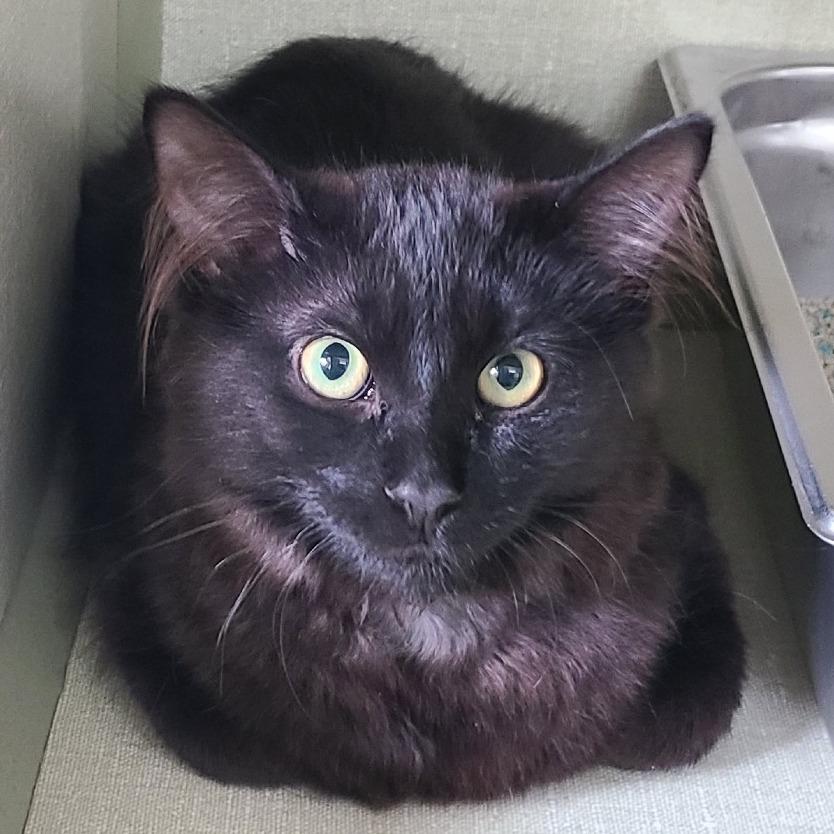 Fizzgig, a Adoptable Domestic Medium Hair in Denver, CO image 1/2