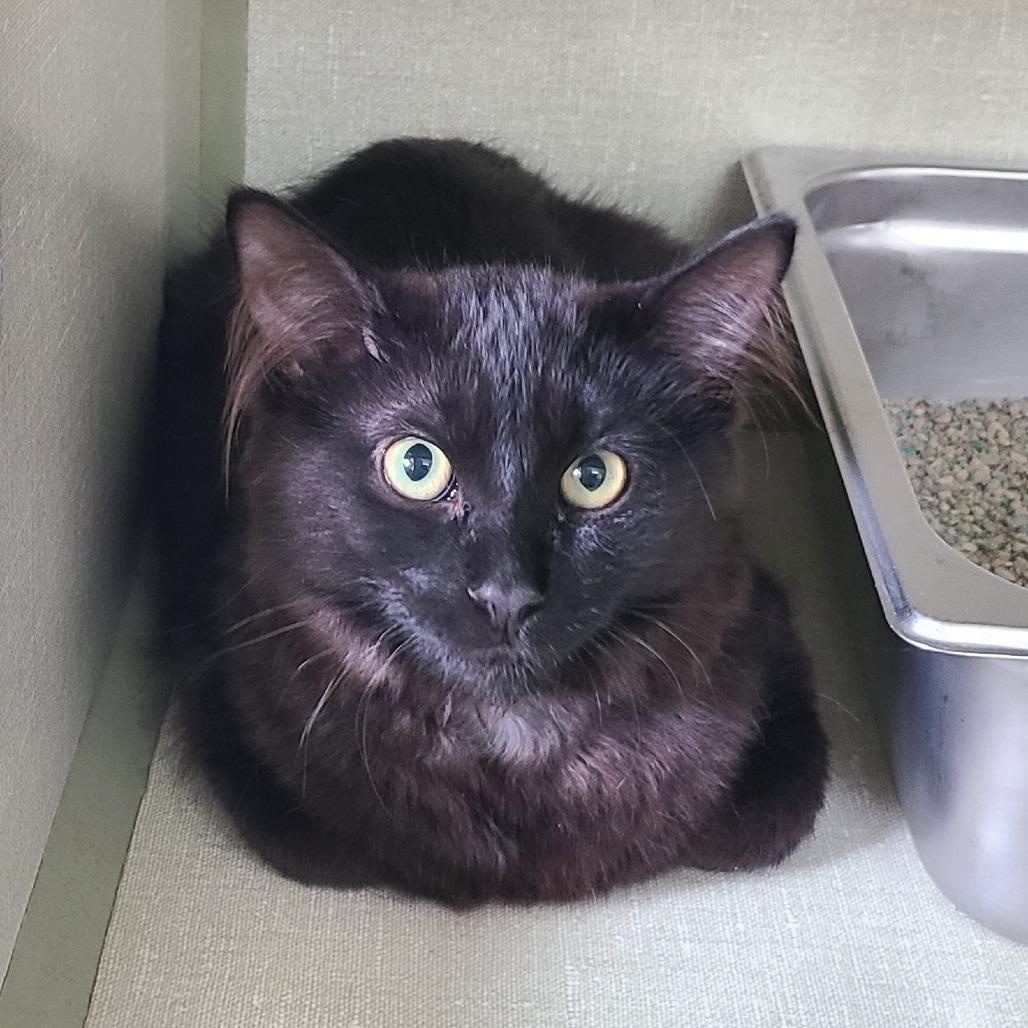 Fizzgig, a Adoptable Domestic Medium Hair in Denver, CO image 3/3