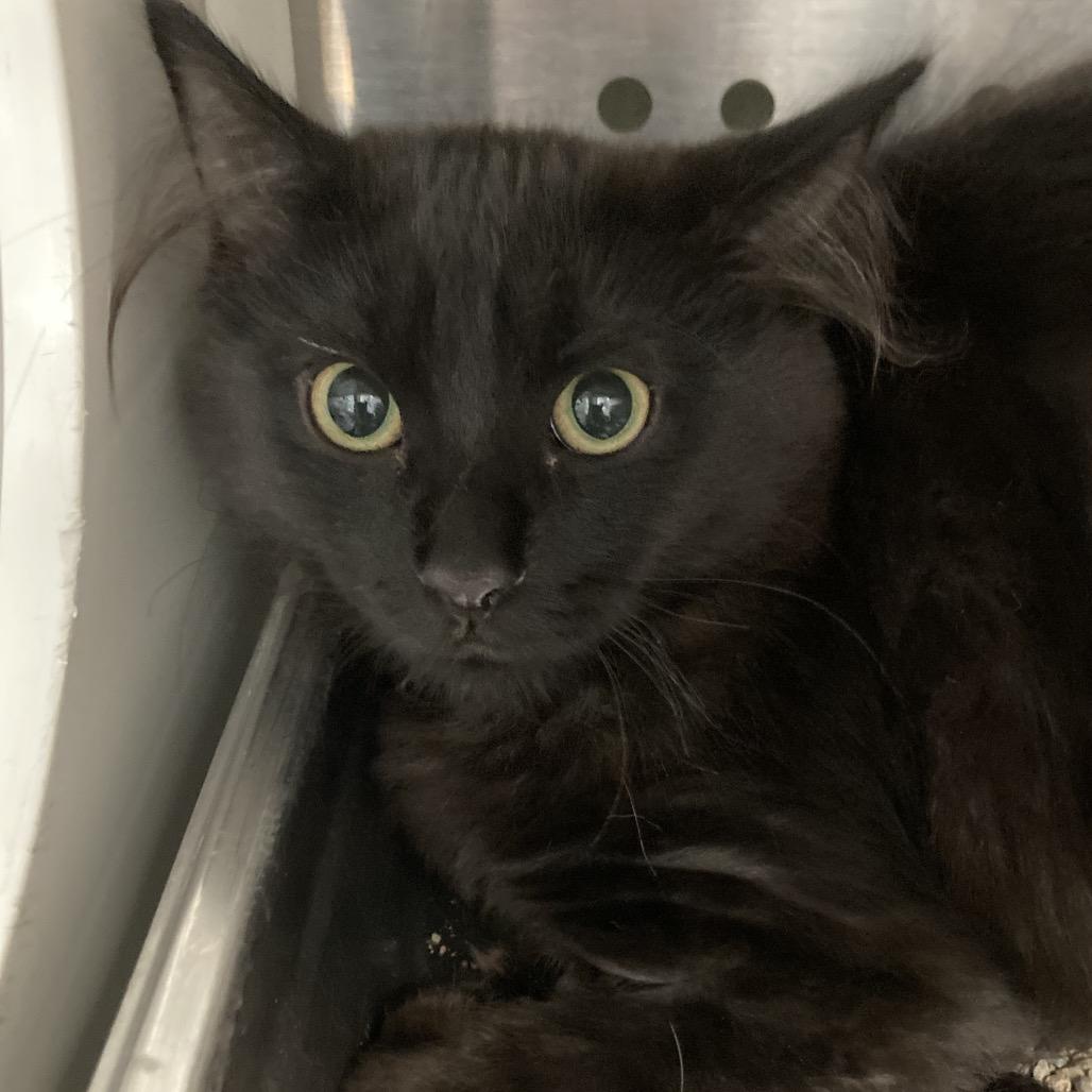 Fizzgig, a Adoptable Domestic Medium Hair in Denver, CO image 2/2