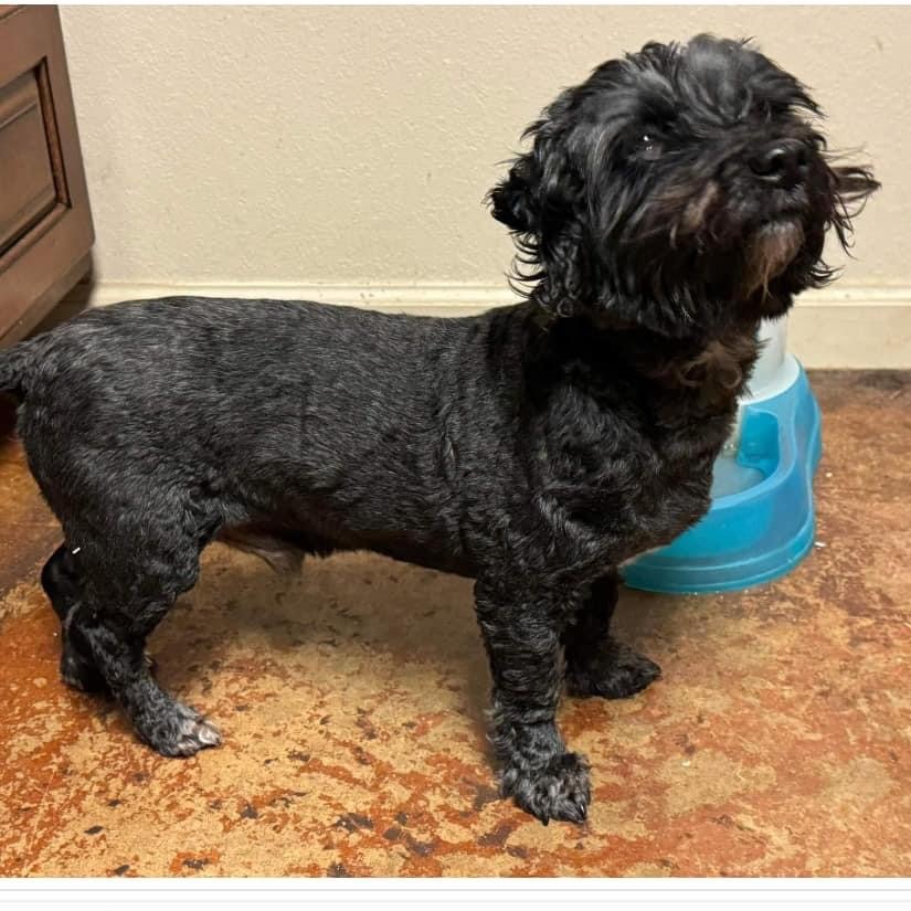 Michi, Adult Male Mixed Breed
