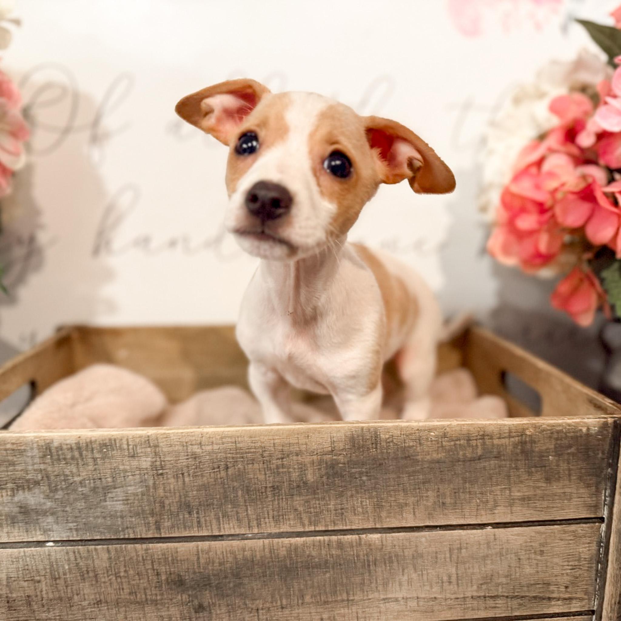 Willy , ADOPTABLE, Puppy Male Jack Russell Terrier.