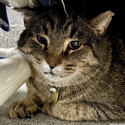 Buddy, ADOPTABLE, Senior Male Domestic Short Hair.