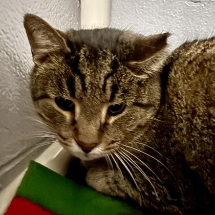 Enlarge Buddy, a ADOPTABLE mixed breed in Lansing, MI image 2/2