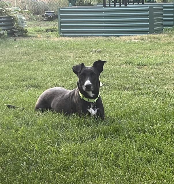 Wednesday, Adoptable, Adult Female Labrador Retriever & Border Collie.