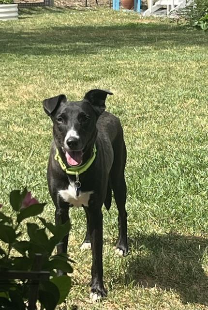 Enlarge Wednesday, a Adoptable mixed breed in Littleton, CO image 2/6