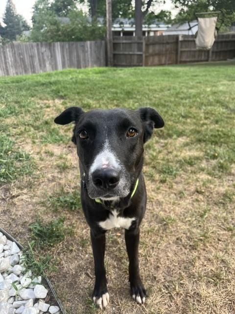 Enlarge Wednesday, a Adoptable mixed breed in Littleton, CO image 3/6