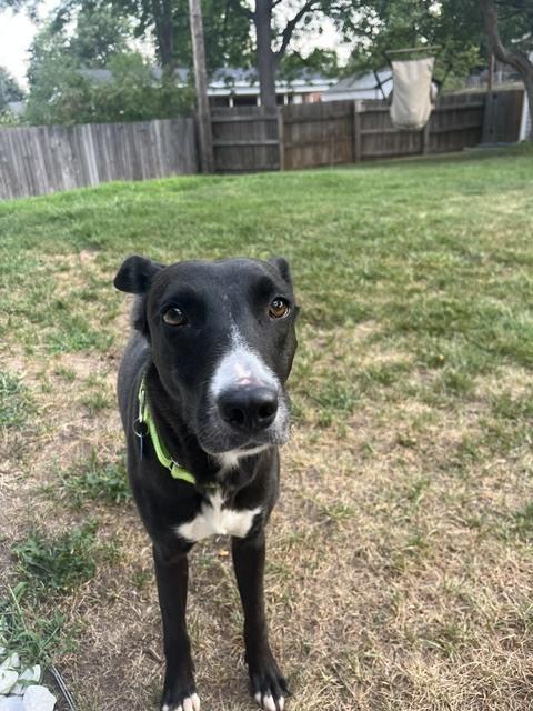 Enlarge Wednesday, a Adoptable mixed breed in Littleton, CO image 4/6