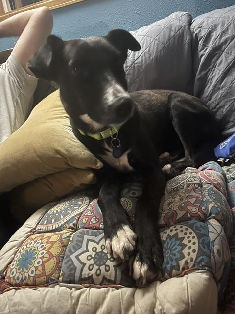 Enlarge Wednesday, a Adoptable mixed breed in Littleton, CO image 6/6