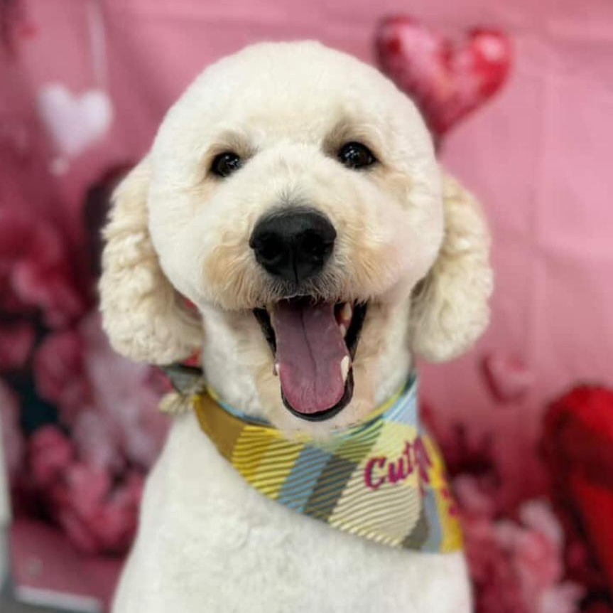 Mylo, ADOPTABLE, Adult Male Poodle & Anatolian Shepherd.