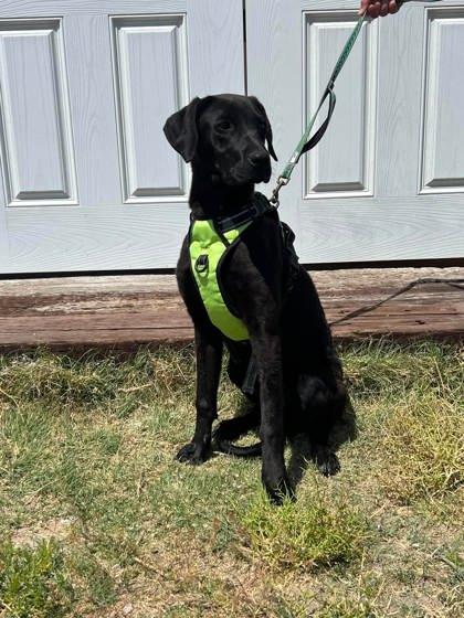 Enlarge Tally, a Adoptable mixed breed in McCook, NE image 1/2
