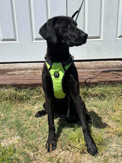 Enlarge Tally, a Adoptable mixed breed in McCook, NE image 2/2