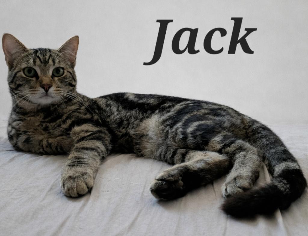 Jack, adopted, Kitten Male Domestic Short Hair.