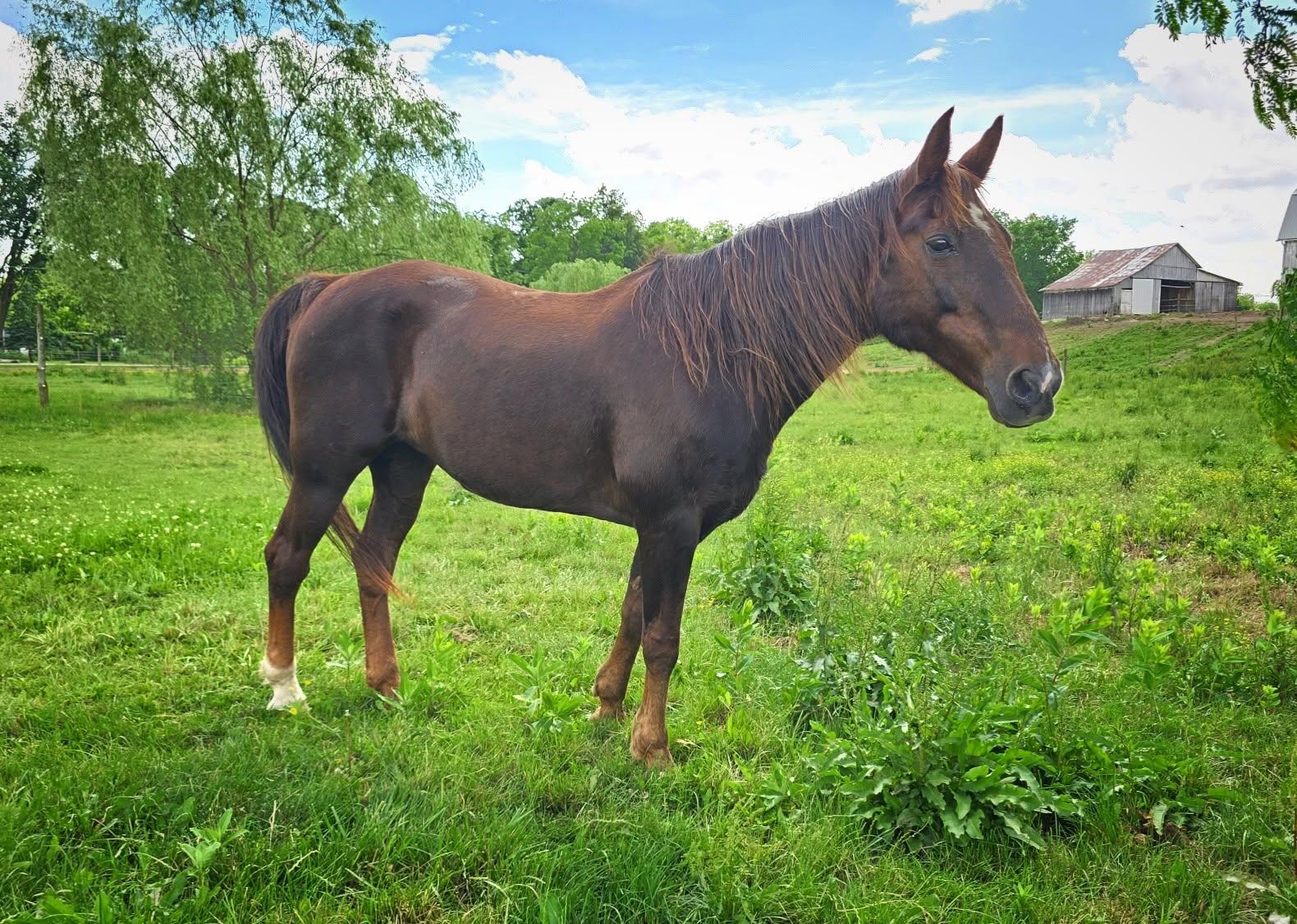 Enlarge Maiden, a ADOPTABLE Tennessee Walker in Upper Sandusky, OH image 1/1