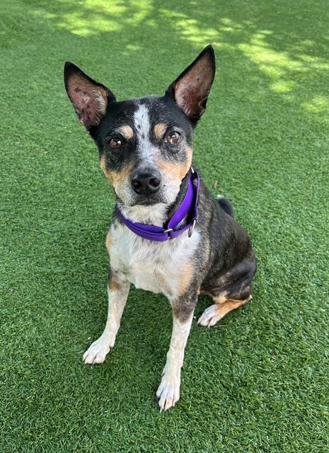 LILO, Adoptable, Senior Female Australian Cattle Dog / Blue Heeler & Mixed Breed.