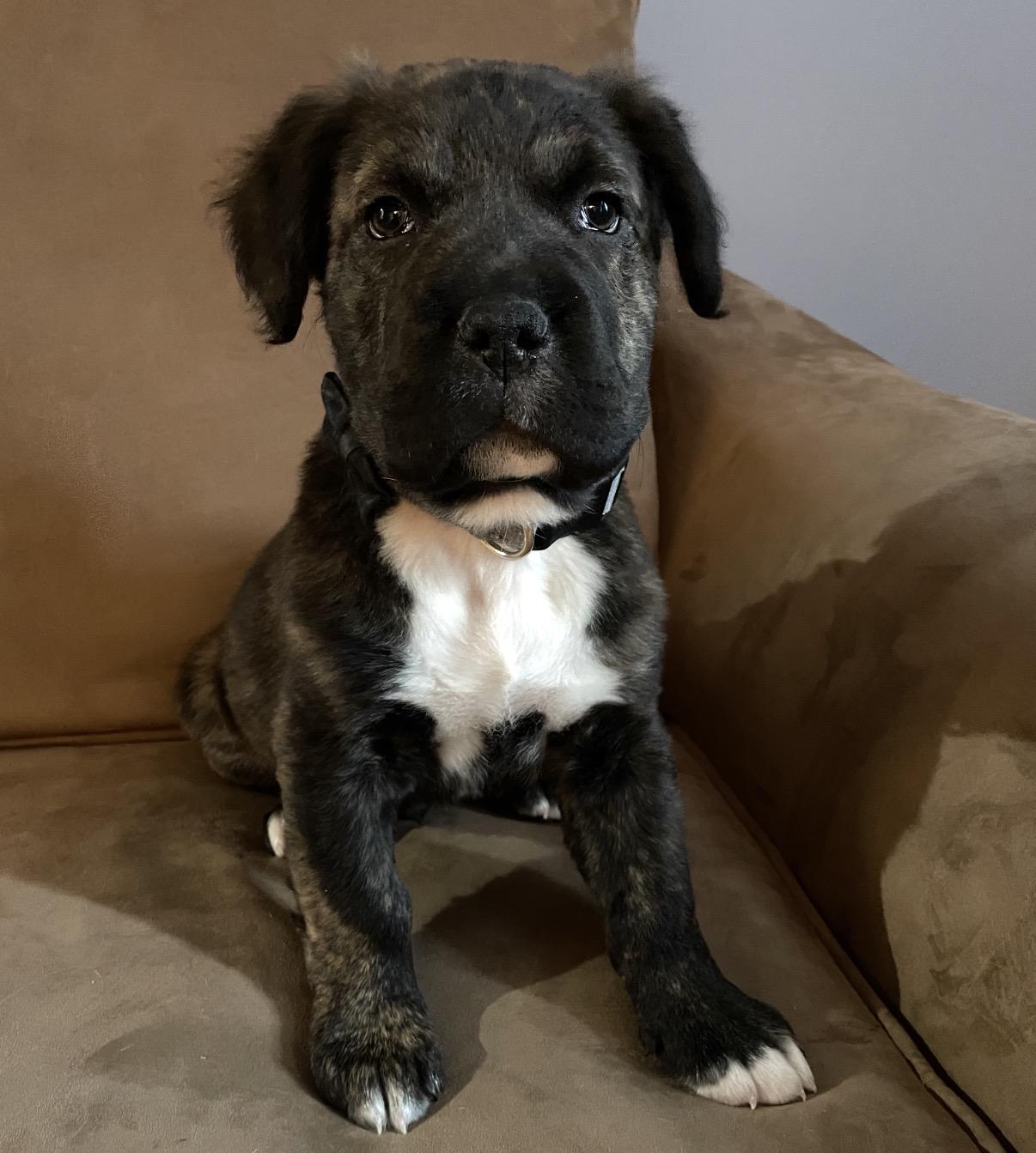 Vader, adopted, Puppy Male Mixed Breed.