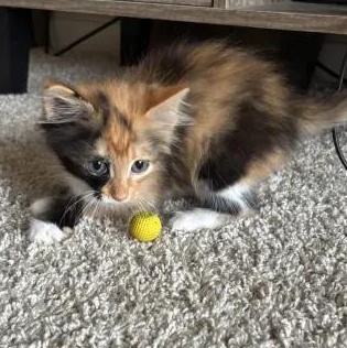 Little Bit, an adopted Domestic Long Hair in Rocky Hill, CT image 5/6