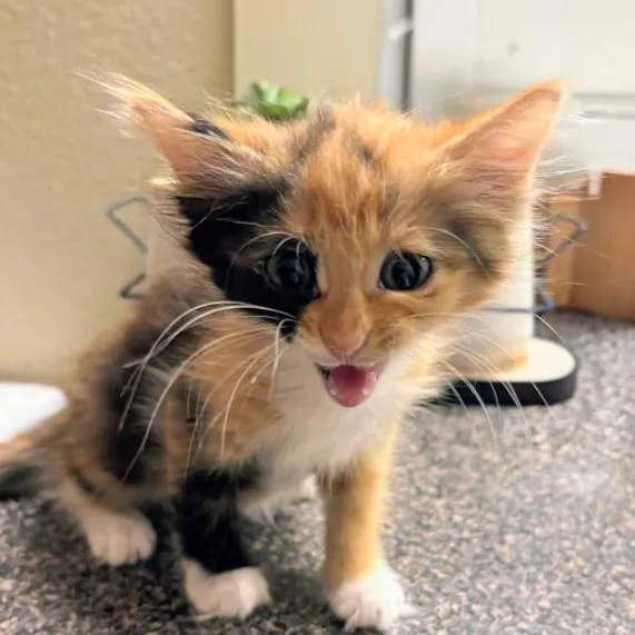 Little Bit, an adopted Domestic Long Hair in Rocky Hill, CT image 2/6
