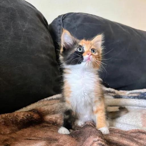 Little Bit, adopted, Kitten Female Domestic Long Hair.