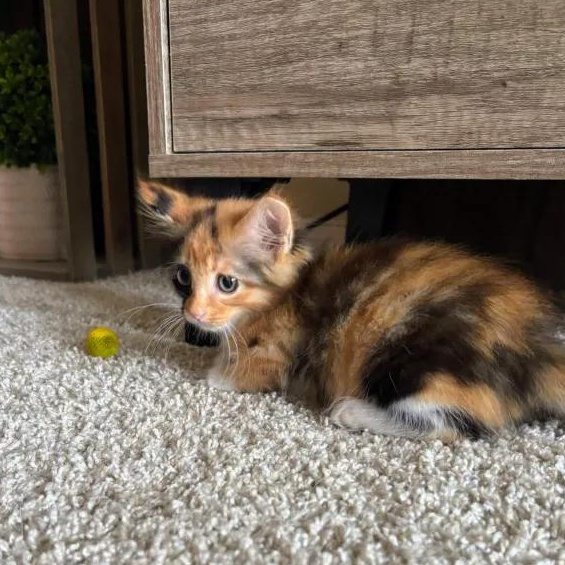 Little Bit, an adopted Domestic Long Hair in Rocky Hill, CT image 4/6