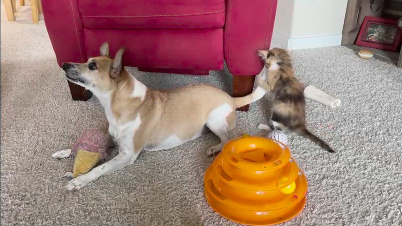 Enlarge Little Bit, an adopted Domestic Long Hair in Rocky Hill, CT video 6/6