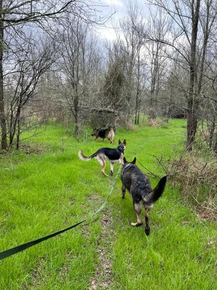 Theo, a Adoptable mixed breed in Ormond Beach, FL image 2/6