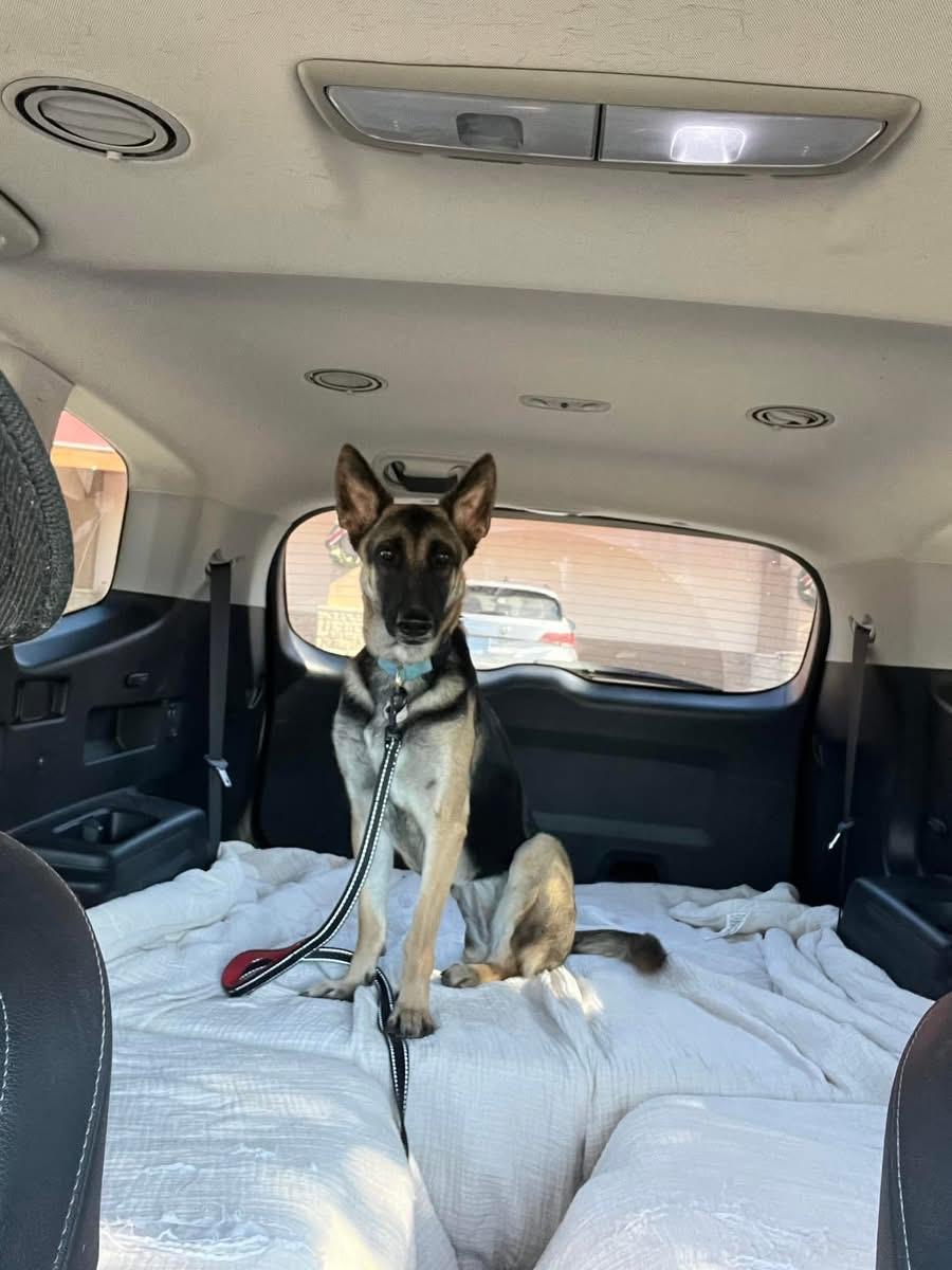 Theo, a Adoptable mixed breed in Ormond Beach, FL image 3/6