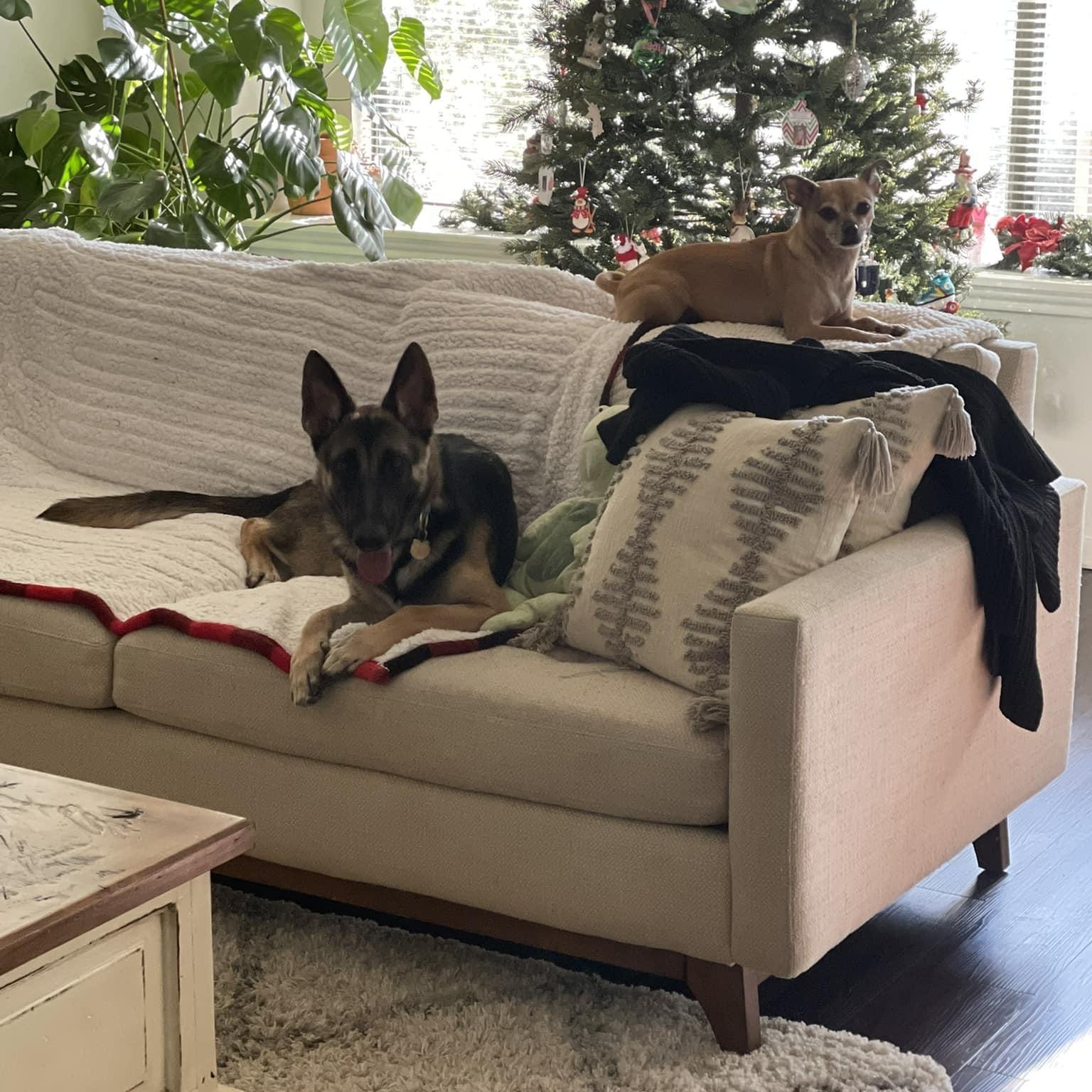 Theo, a Adoptable mixed breed in Ormond Beach, FL image 4/6