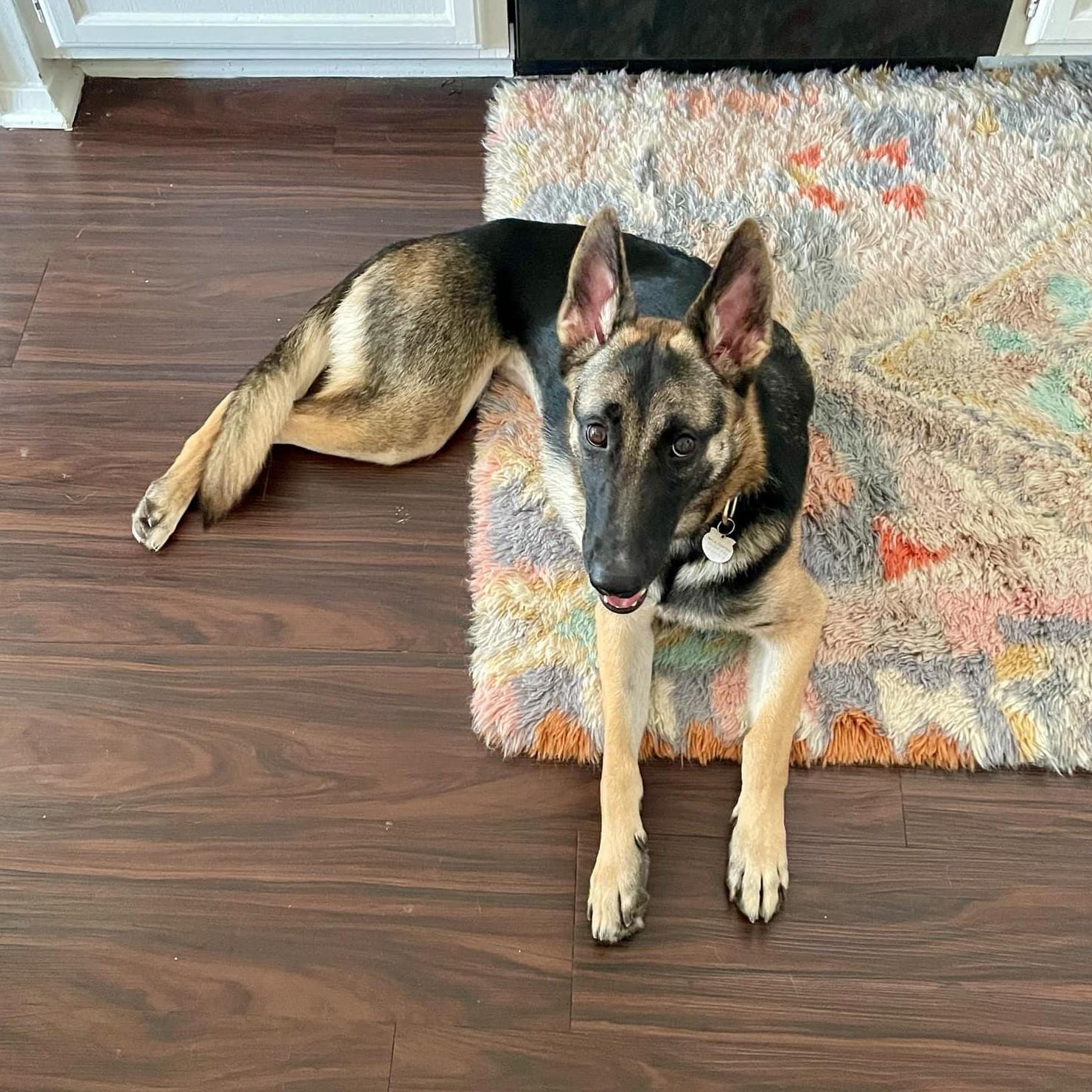 Theo, a Adoptable mixed breed in Ormond Beach, FL image 1/6