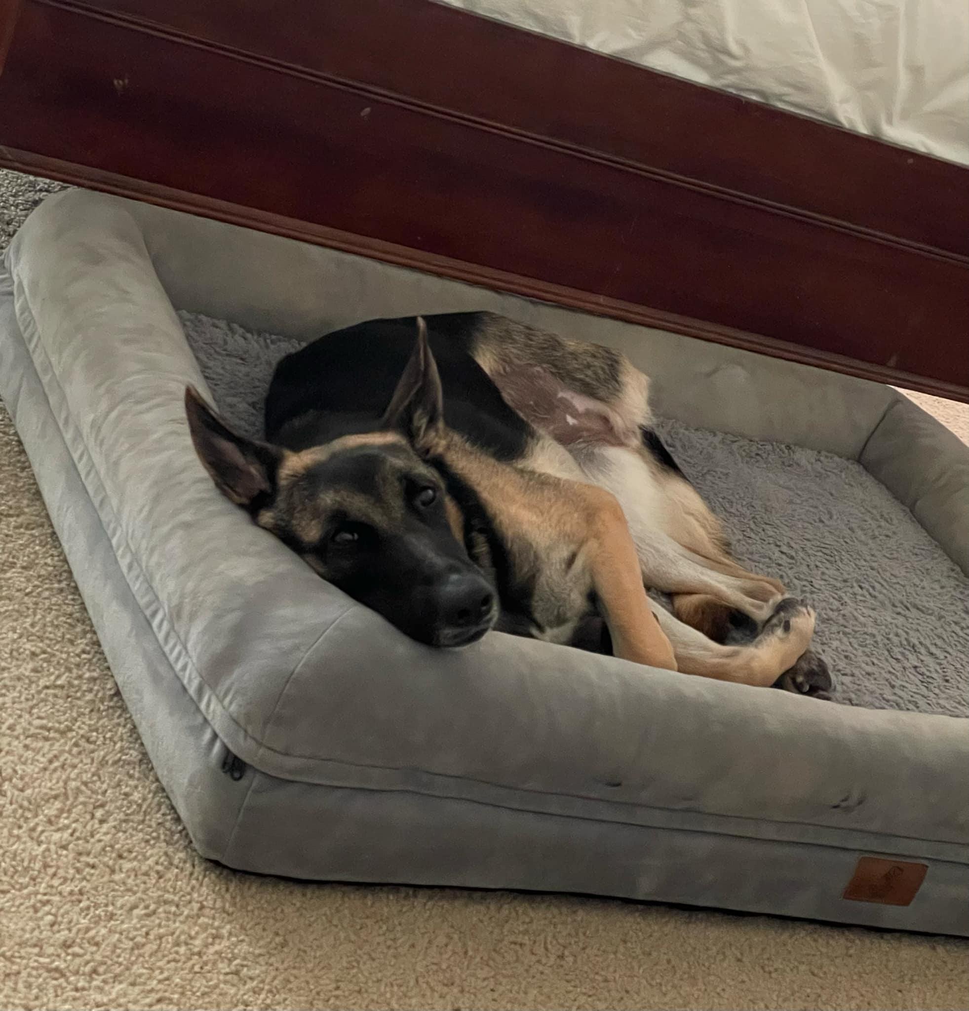 Theo, a Adoptable mixed breed in Ormond Beach, FL image 5/6