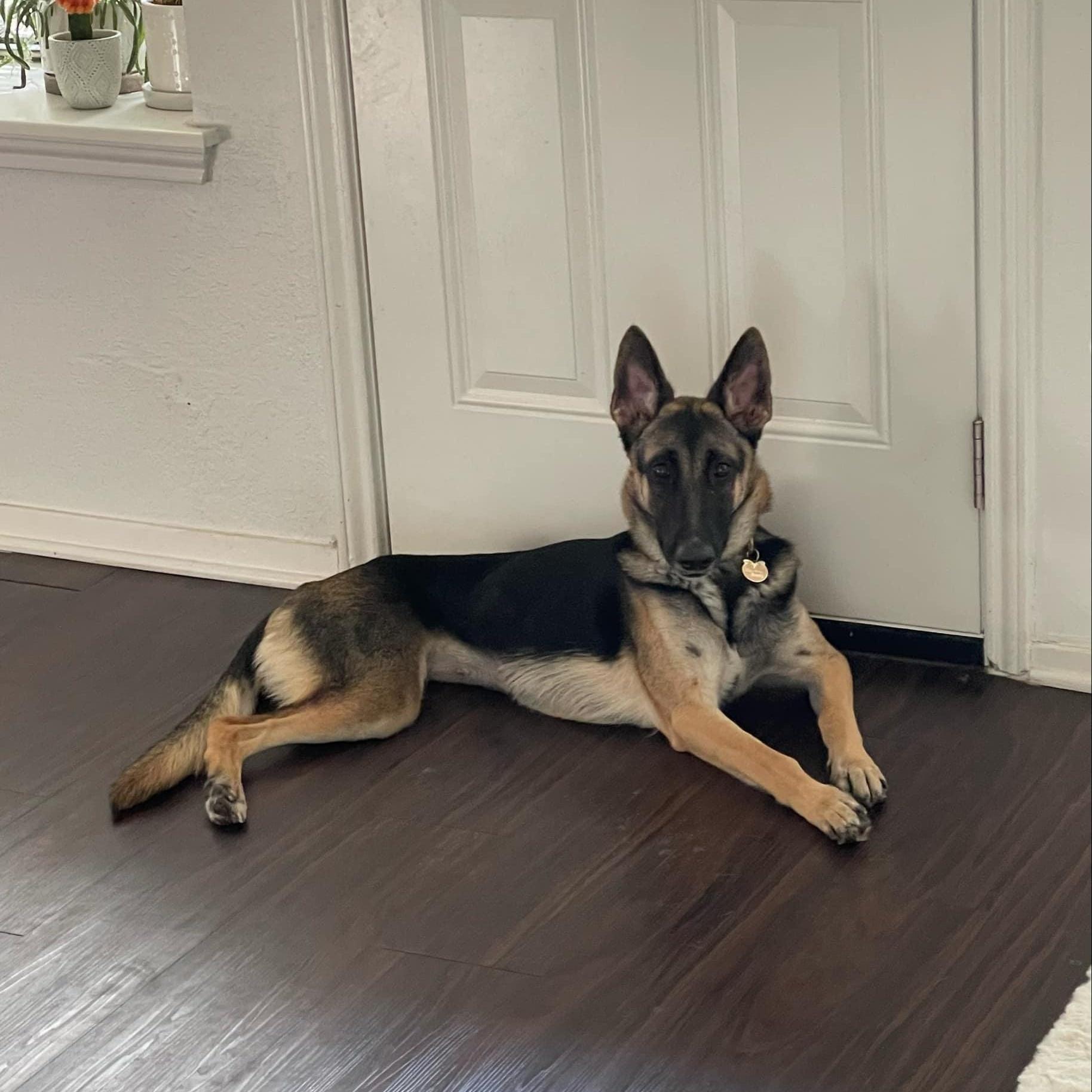 Theo, a Adoptable mixed breed in Ormond Beach, FL image 6/6