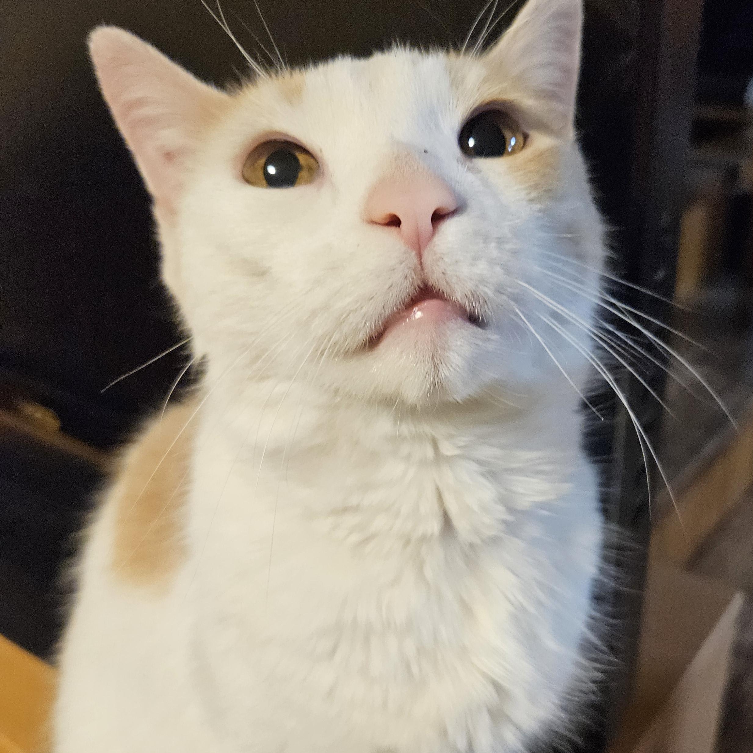 Enlarge Saffron-AFFECTIONATE!, an adopted mixed breed in Berlin, CT image 2/4