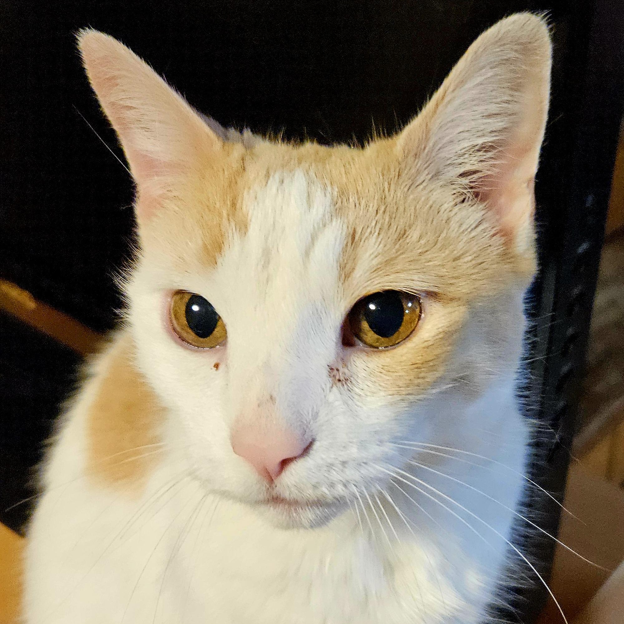 Enlarge Saffron-AFFECTIONATE!, an adopted mixed breed in Berlin, CT image 1/4