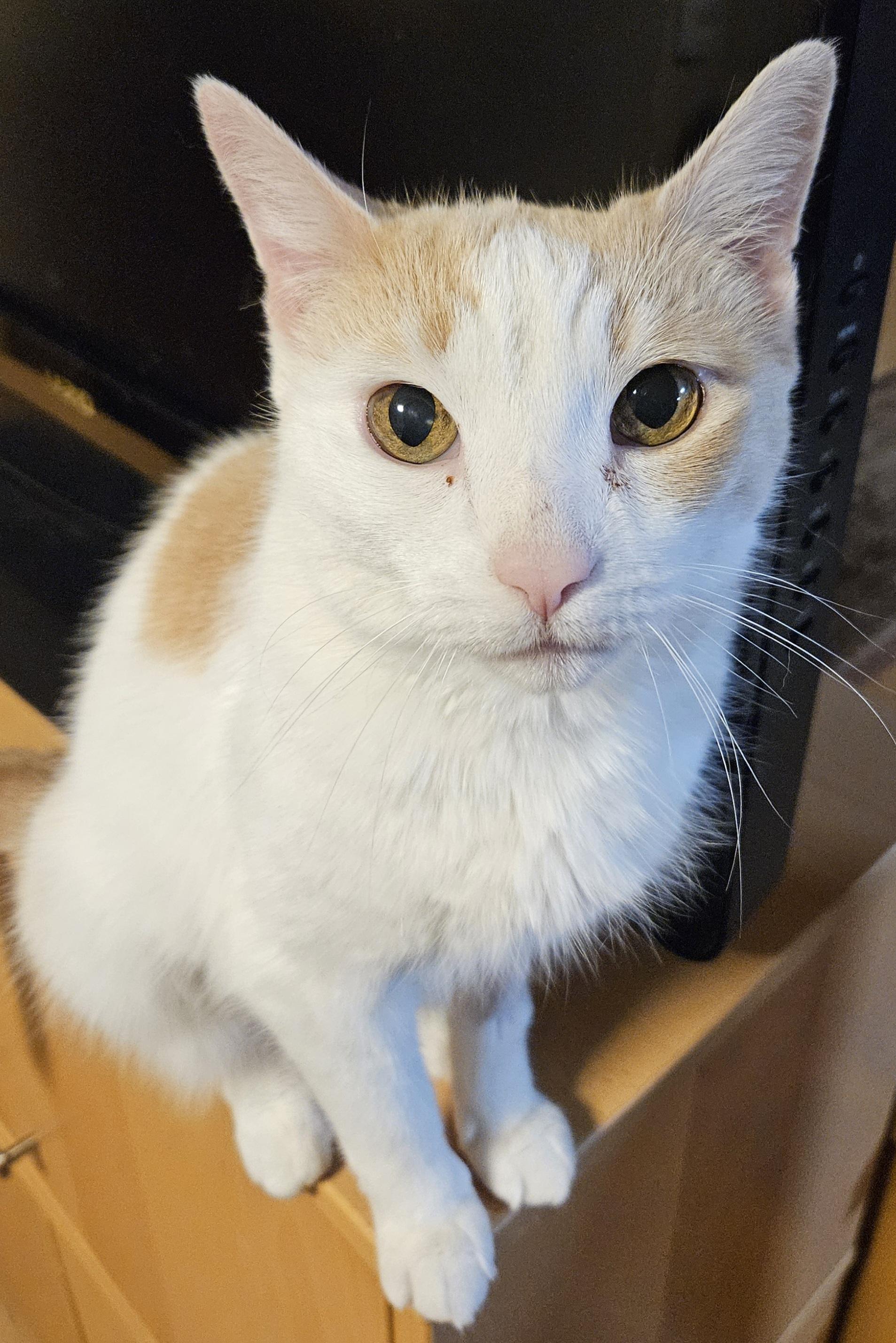 Enlarge Saffron-AFFECTIONATE!, an adopted mixed breed in Berlin, CT image 3/4