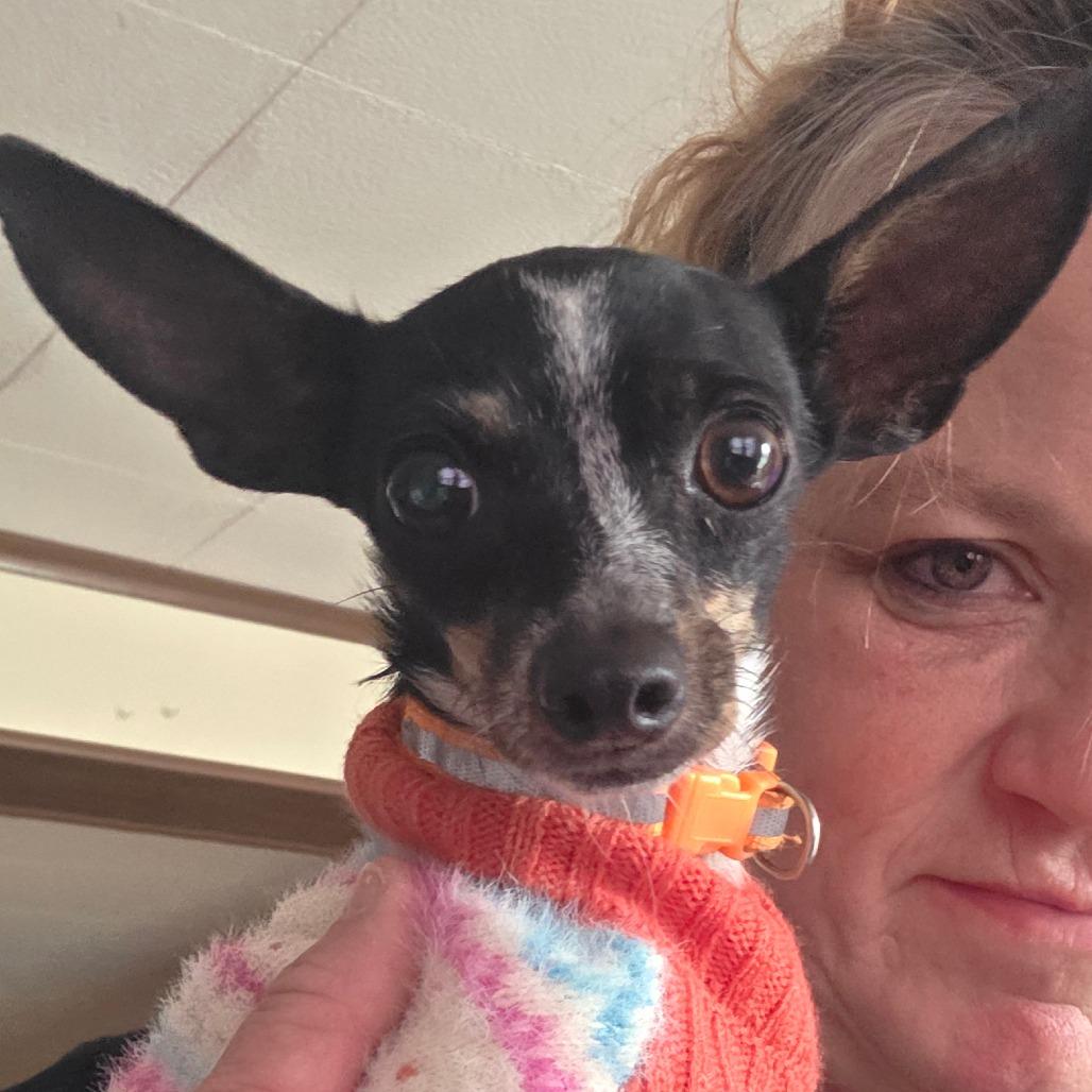 Malina, Adoptable, Young Female Chihuahua.