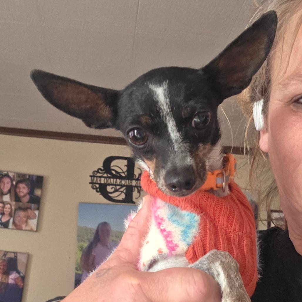 Malina, a Adoptable Chihuahua in Goltry, OK image 2/3