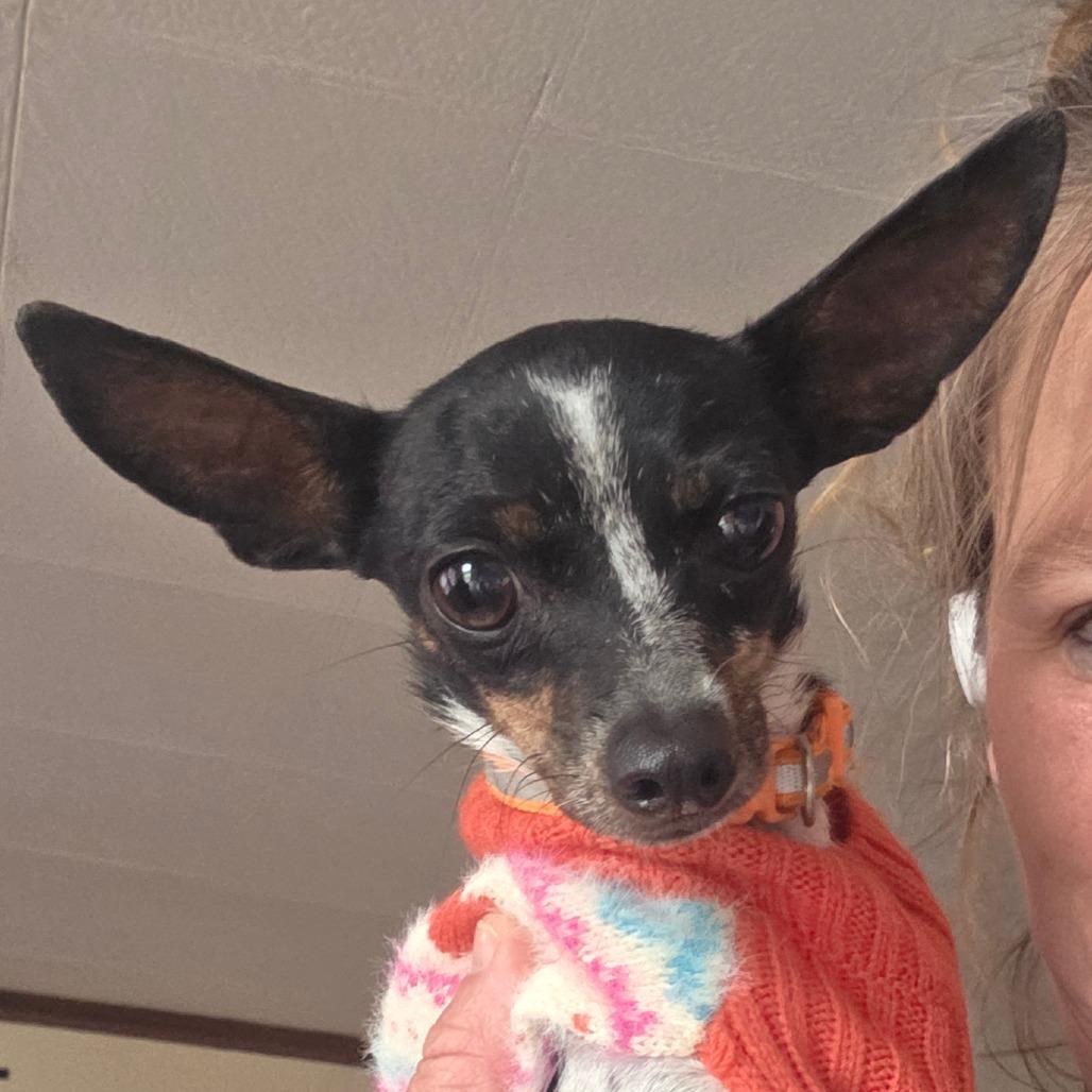 Malina, a Adoptable Chihuahua in Goltry, OK image 3/3
