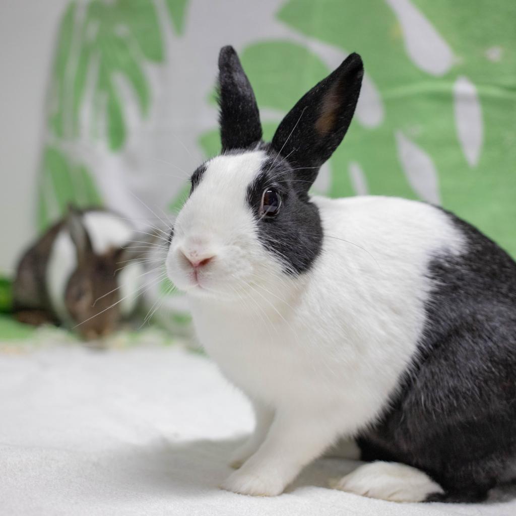 Archie (bonded to Rebel), Adoptable, Adult Male Dutch.