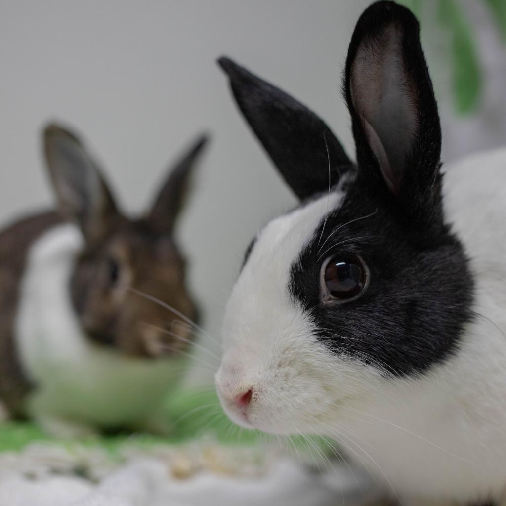 Enlarge Archie (bonded to Rebel), a Adoptable Dutch in San Diego, CA image 2/5